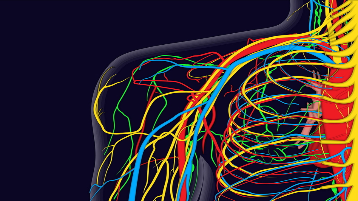 Brachial Plexus & Peripheral Nerve Injuries: Support & Understanding