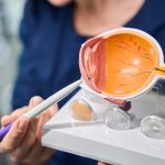 Eye model demonstration in female doctors hand